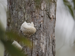 Hexagonia vesparia
