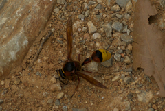 Delta unguiculatum