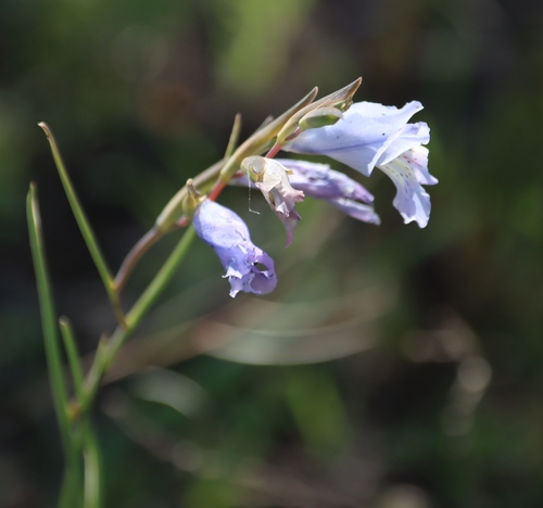 Image of Gladiolus gracilis by (c) Tony Rebelo, some rights reserved (CC BY-SA)