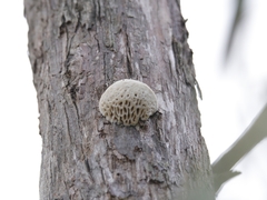 Hexagonia vesparia