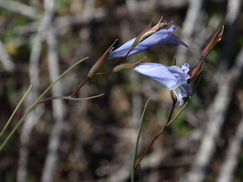 Image of Gladiolus gracilis by (c) Tony Rebelo, some rights reserved (CC BY-SA)