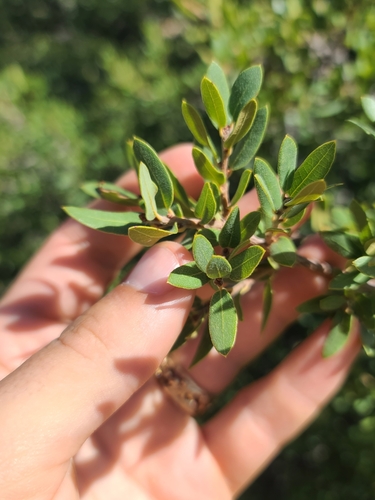 Image of Quercus toumeyi by no rights reserved