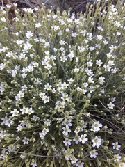 Arenaria montana