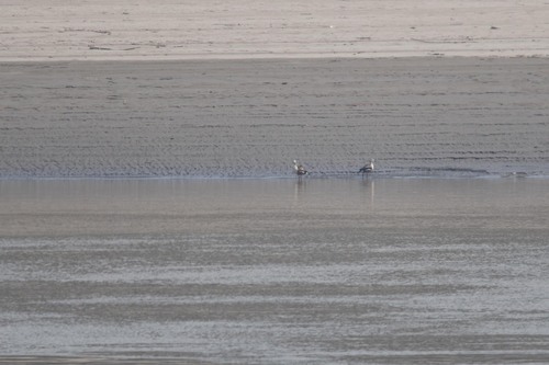 Orinoco Goose