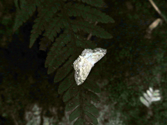 Scopula propinquaria