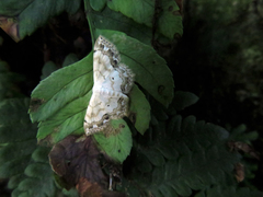 Scopula propinquaria