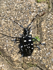 Anoplophora macularia