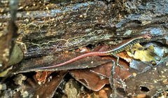 Marmorosphax tricolor