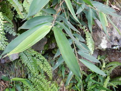 Bambusa pachinensis