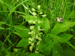 Noccaea caerulescens