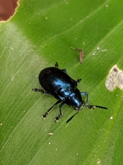 Platycorynus
