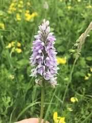 Dactylorhiza fuchsii