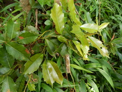Itea