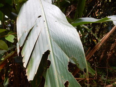 Alpinia uraiensis