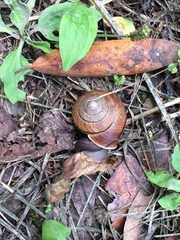 Helminthoglypta arrosa