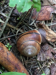 Helminthoglypta arrosa