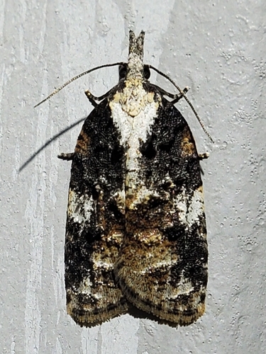 Exasperating Platynota Moth photo 5