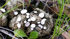 Poronia erici
