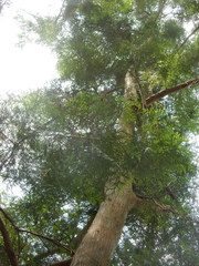 Calocedrus formosana