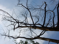 Calocedrus formosana