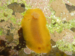 Doriopsilla albopunctata