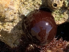 Actinia equina