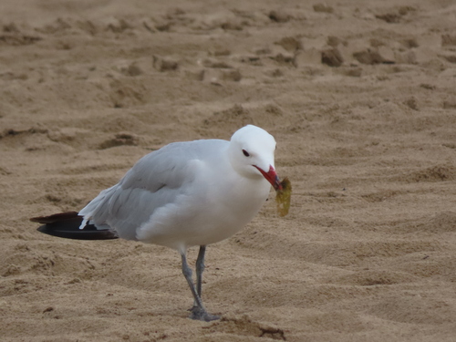 Gaviota de Audouin (Larus audouinii)