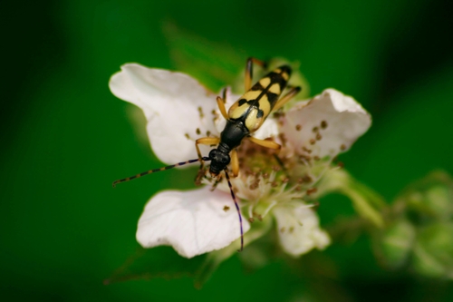 Spotted Longhorn Beetle, 6081 AS Haelen, Holandia, photo 9 of 10