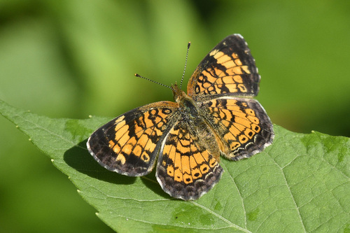 Pearl Crescent photographed in Kentucky