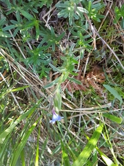 Glandora prostrata