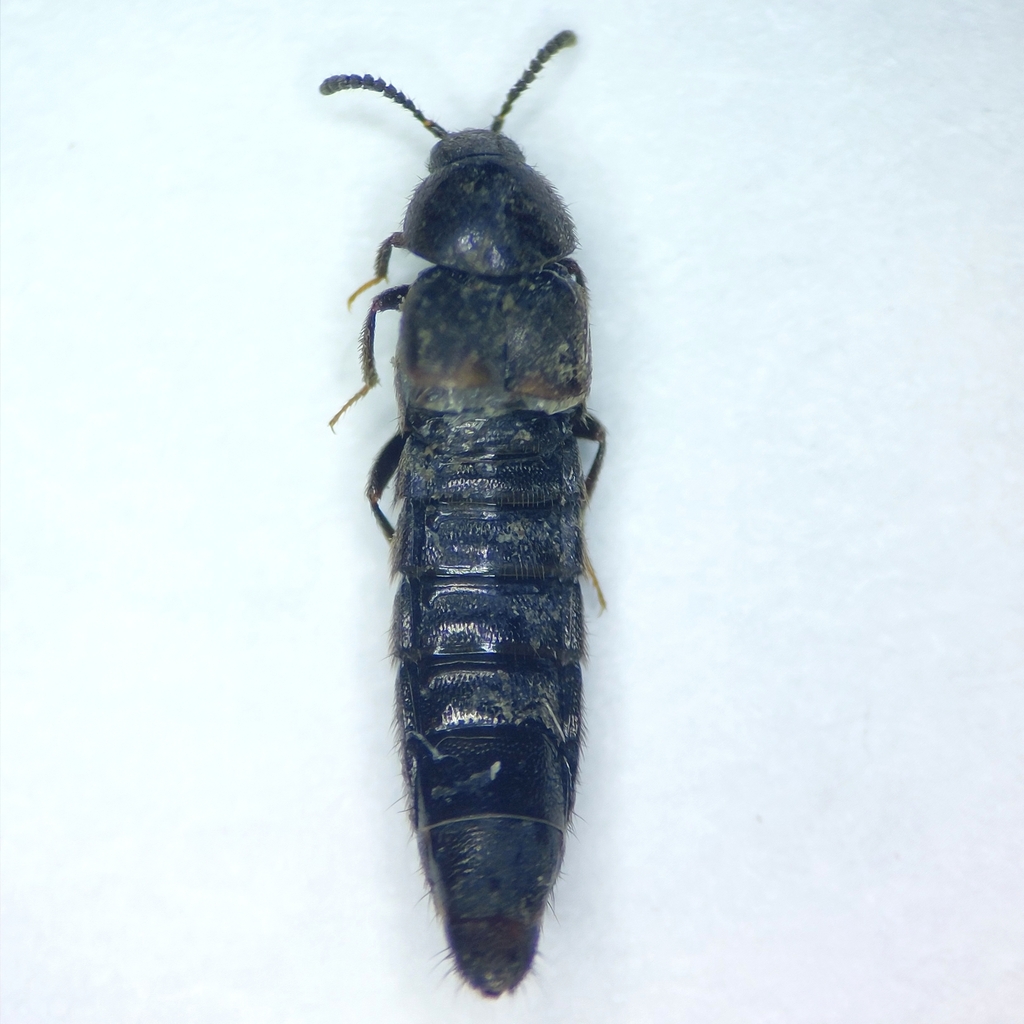 Rove beetle
