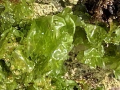 Ulva lactuca