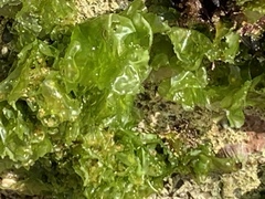 Ulva lactuca