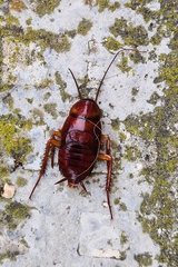 Periplaneta americana