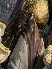 Pachygrapsus marmoratus