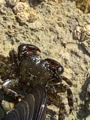 Pachygrapsus marmoratus