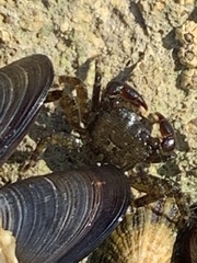 Pachygrapsus marmoratus