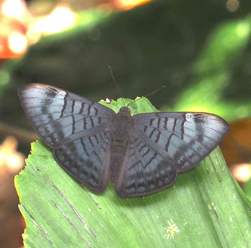 Emesis lucinda