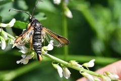 Pyropteron chrysidiforme