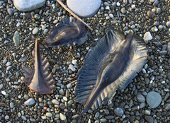 Callorhinchus milii