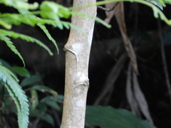 Casearia membranacea