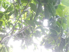 Casearia membranacea