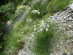 Laserpitium gallicum