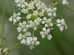 Laserpitium gallicum