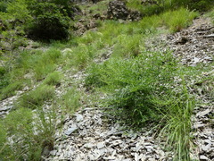 Laserpitium gallicum