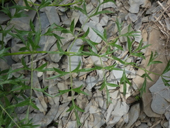 Laserpitium gallicum