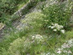 Laserpitium gallicum