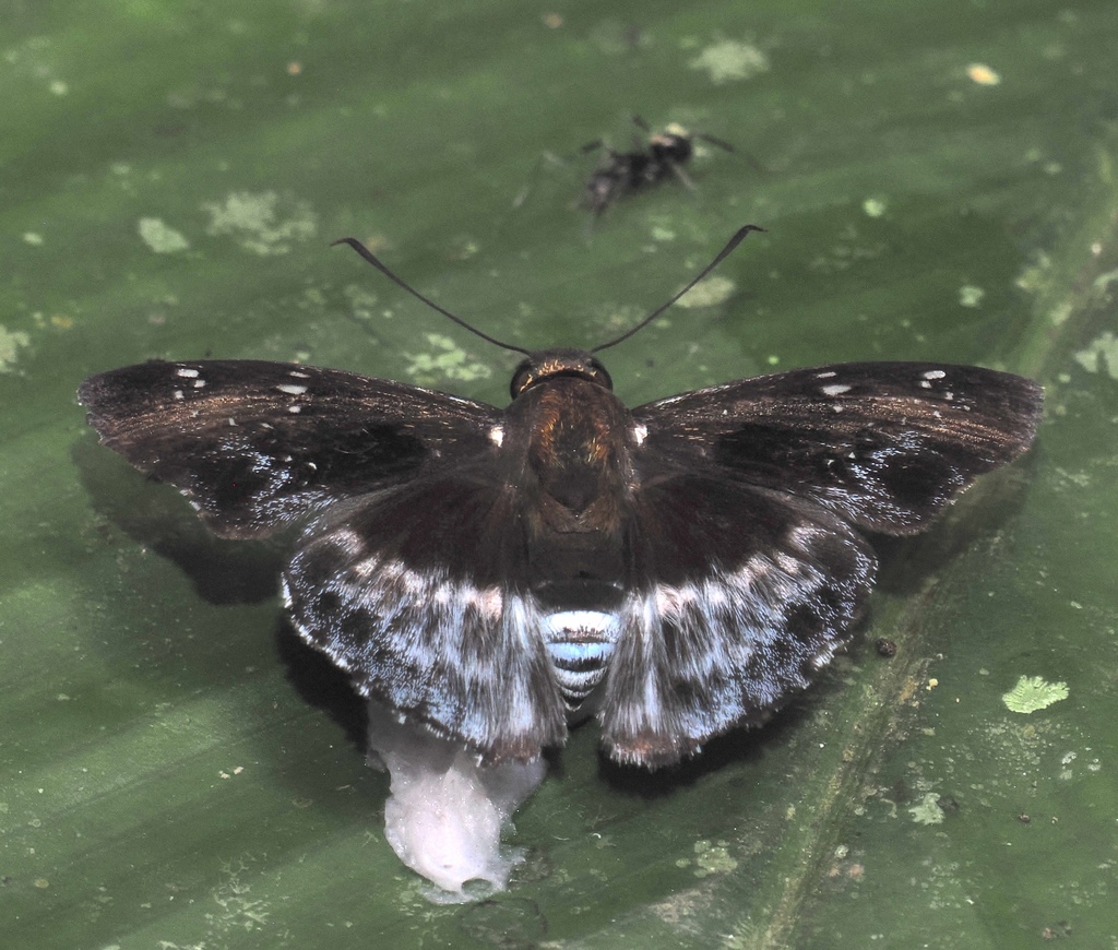 Eracon clinias