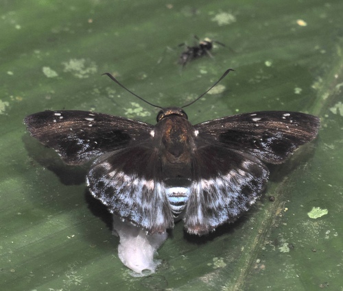 Eracon clinias