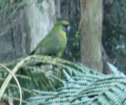 Platycercus caledonicus